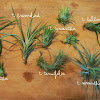 Air Plants Types / 18 Types Of Air Plants For Your Home Ftd Com : Love air plants but need some inspiration on what terrariums to use for them?