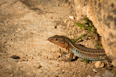 Peloponnese Lizard, male