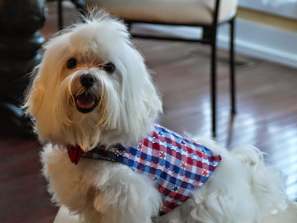 Patriotic Custom Dog Outfits & Bows 