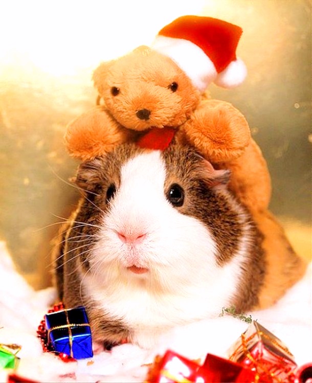 Beautiful Animals Dress up For Christmas