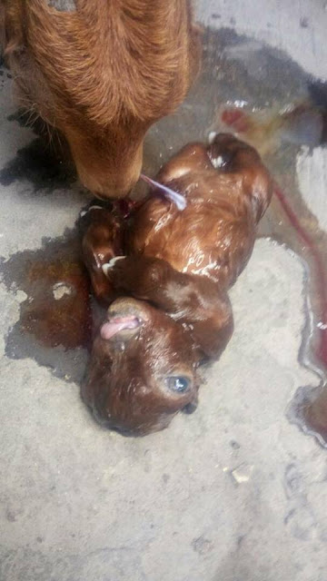 Photos:  Goat born without nose and one eye dies few days after delivery in Niger state 