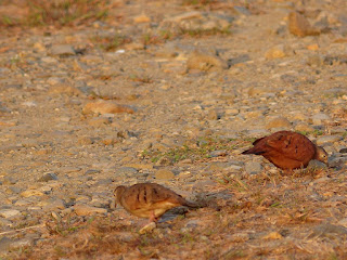 Colombe rousse - Columbina talpacoti 