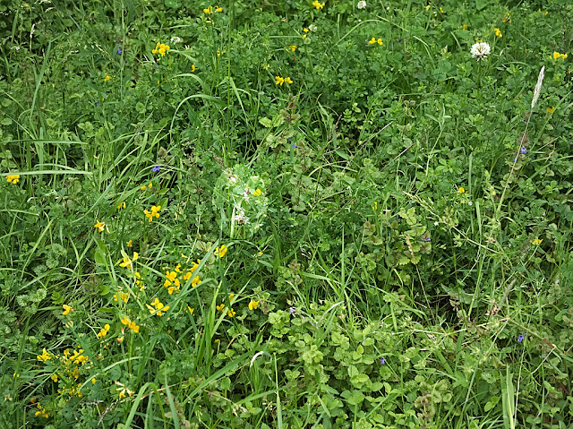 Overview of area where bee orchid grows 