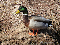 Mallard drake – Summerside, PEI – © Marie Smith