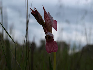 Orquídea (Serapias lingua)