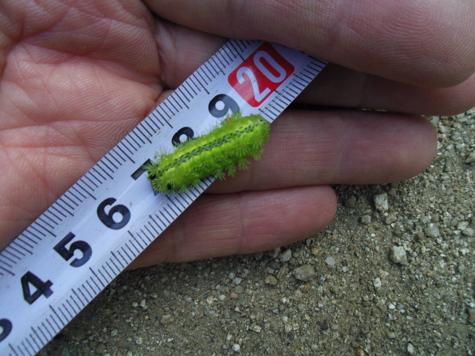 植木一筋42年 害虫 エゴノキでイラガ 別名デンキ虫 ﾞが越冬している ２０１３年７月２０日 イラガ 体長 ２ ２ ｃｍ に成長