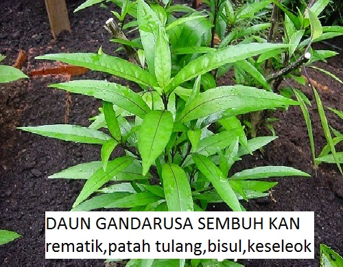 Daun Gandarusa untuk Patah Tulang rematik keseleo