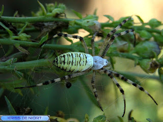 Argiope frelon - Argiope fasciée - Argiope bruennichi