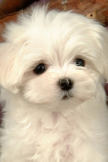 HD White Puppy Dog Wallpapers for iPhone 4