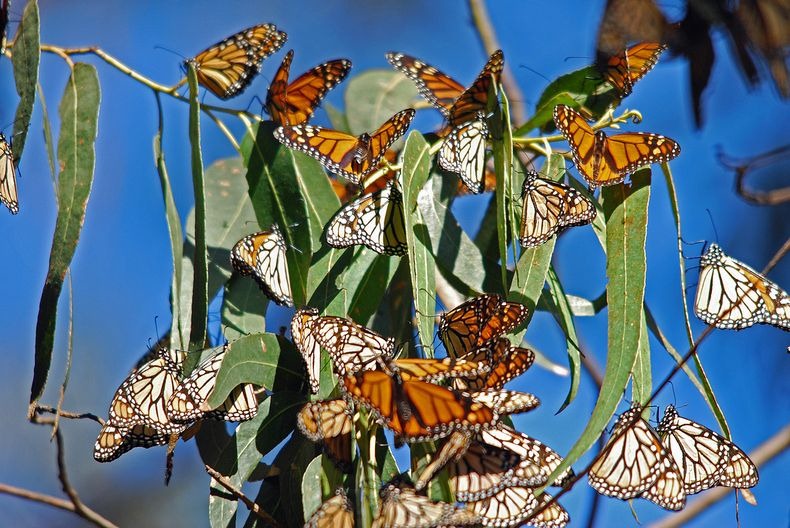 monarch-migration-15 monarch-migration-15