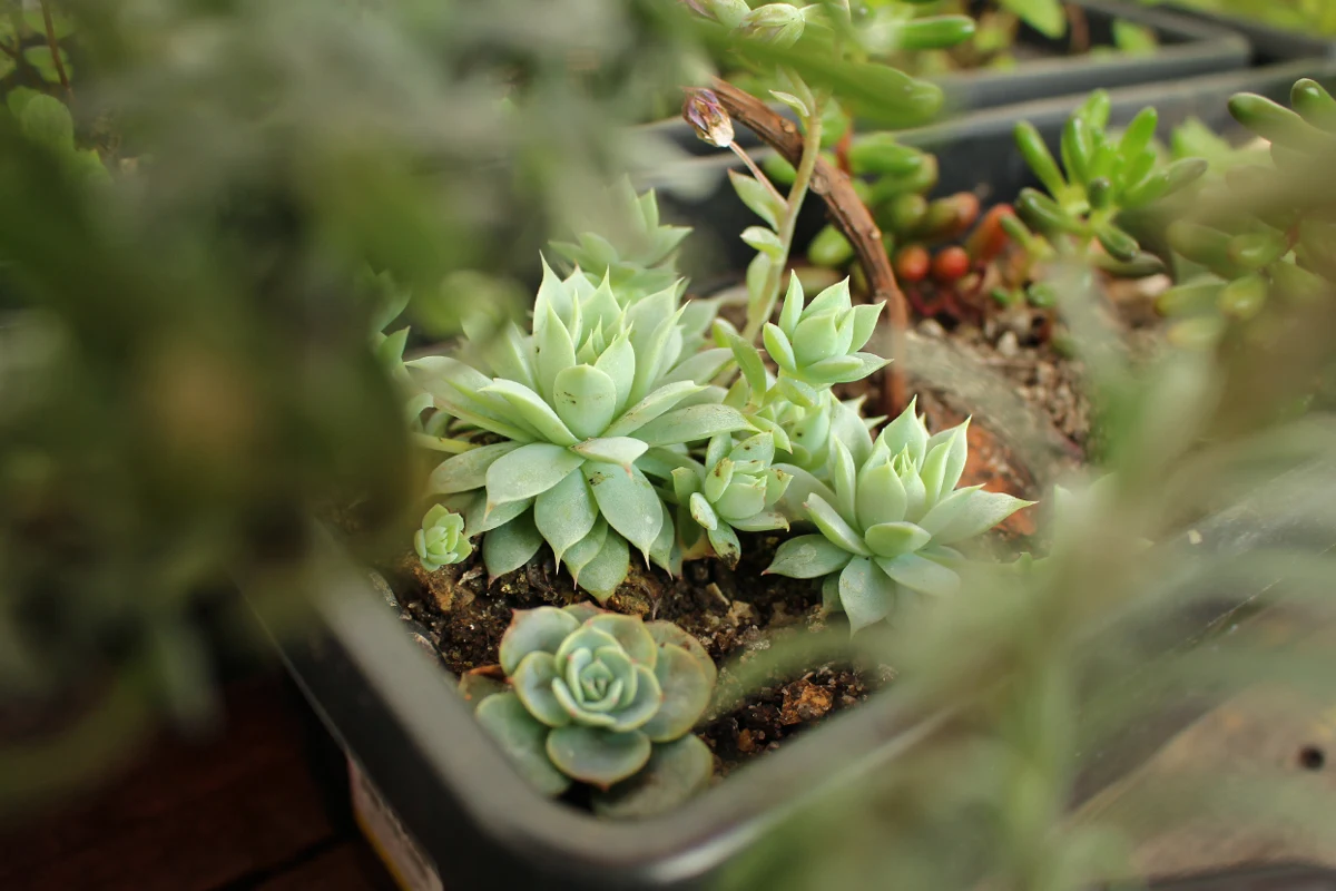 succulents in a container garden on a rainy day