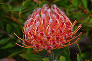 Scarlet Ribbon cultivar in Tasmania –  Flying Freddy (CC-by-SA-3.0)