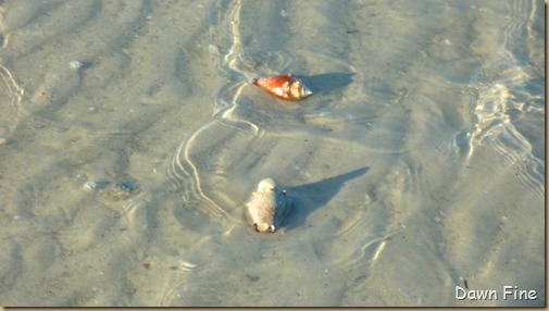 Sanibel Shell and birds_032