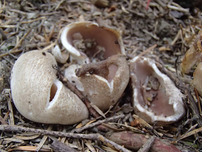 Babia Góra, grzyby na Orawie, grzyby Babiej Góry, koronica ozdobna Sarcosphaera coronaria