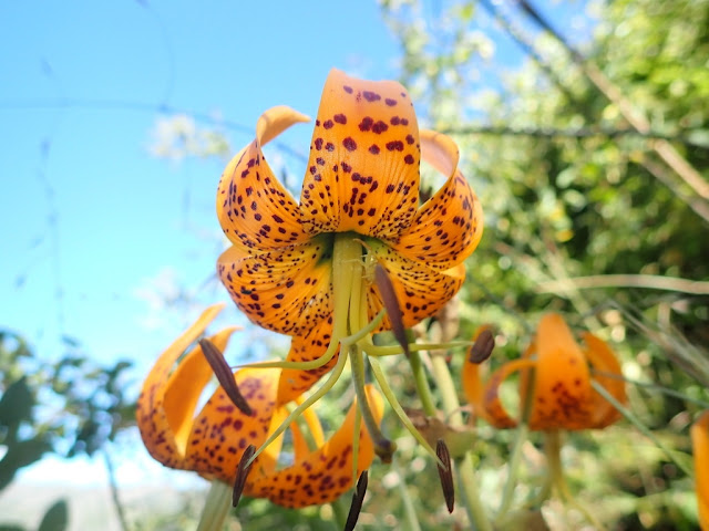 Лилия Гумбольдта (Lilium humboldtii)