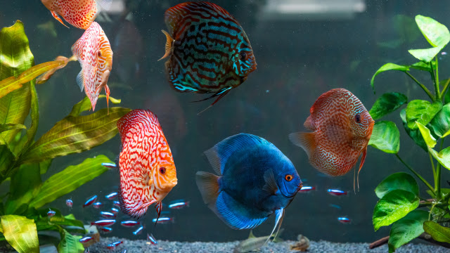 Mengenal Ikan Discus: Permata Hidup di Akuarium Anda