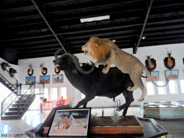 Safari Gallery Baluarte Vigan Ilocos