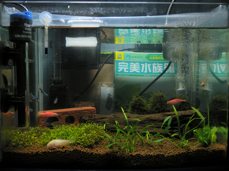 養魚記 新設計的魚缸
