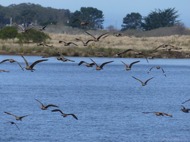 11: birds with long curved bills in flight