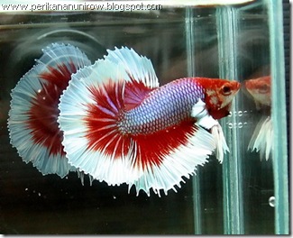 ikan cupang_perikanan unirow