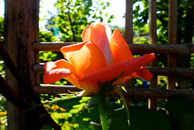 rose, coral rose, climbing rose, coral climbing rose