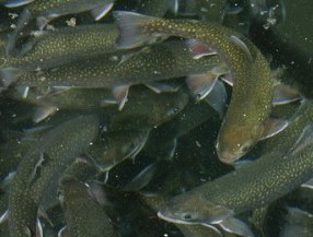 Aquaculture, Aquaponics and Sustainability: Arctic Char In ...