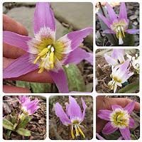 Кандык сибирский (Erythronium sibiricum) серия "Вдохновение"