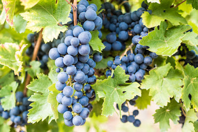 Nero di Troia grapes of Puglia