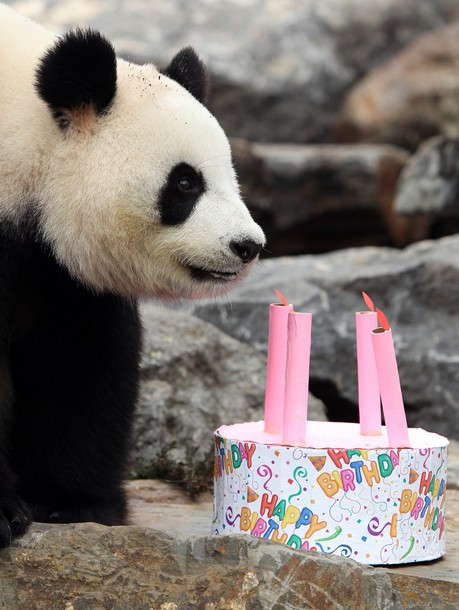 Funi The Panda Enjoys Eating Her Birthday Cake