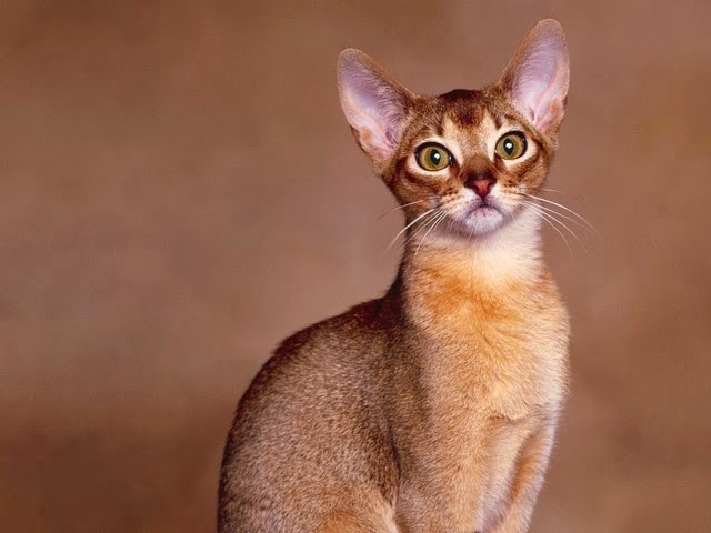 Kucing Abyssinian