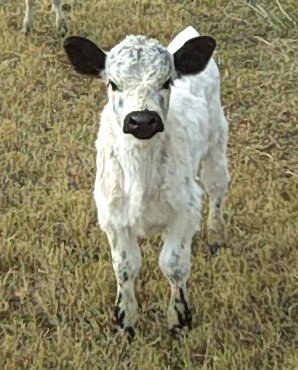 Calf