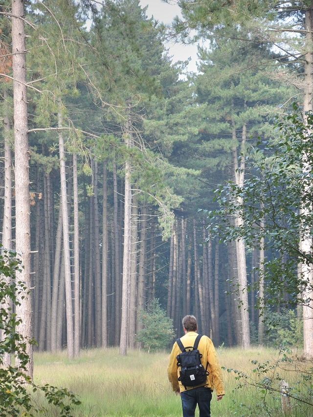 Wandeling in de Kalmthoutse heide