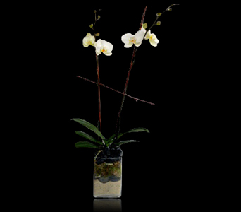 http://www.stapleton-floral.com/boston-flowers/phalaenopsis-orchid-in-glass-399129p.asp?rcid=120496&point=1