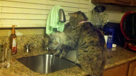 funny cat pictures, cats drink from faucet