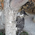 Cats love to hug tree