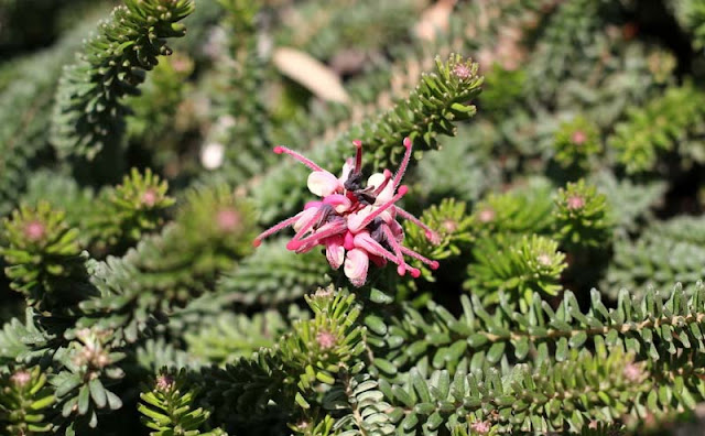 Grevillea Lanigera Flowers