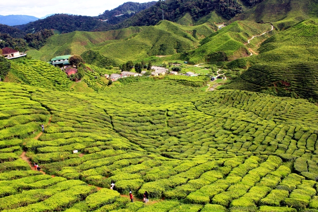 Photo Diary #1 - Cameron Highlands