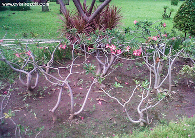 Sekelumit Cerita di Taman Bungkul Surabaya