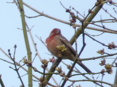 house finch