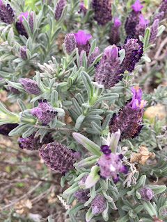 fleurs randonnée en corse