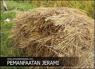 6 Cara pemanfaatan Jerami