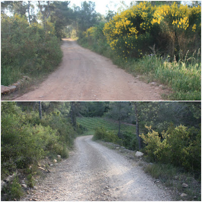 ARBRES SINGULARS A L'ALBÀ-AIGUAMÚRCIA-ALT CAMP, camí Mas d'en Palau en direcció al Fondo del Camp Gran