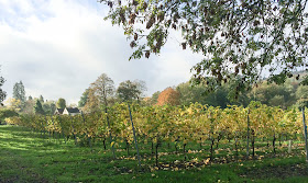 A field of grape vines near Shoreham. 2 November 2013.