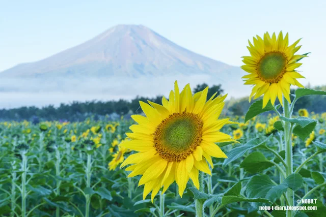 ヒマワリと富士山