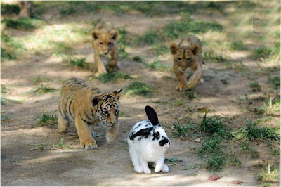 tiger-its-family-following-one-little-black-white-rabbit-images