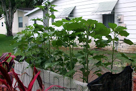 Sunflower Garden at 63 and 49 days on May 20, 2018