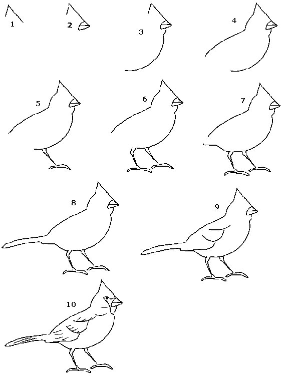Ceria Menggambar Burung 1 Belajar Menggambar 