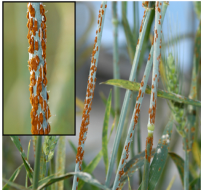 What is UG99 Wheat Rust?