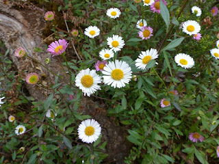 Vergerette de Karvinsky - Erigeron karvinskianus - Vergerette mucronée 