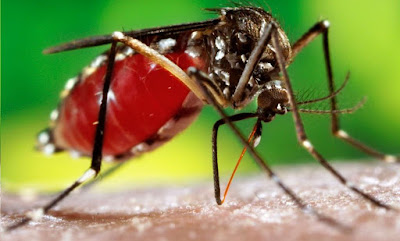 File: Home Remedies for Dengue Great Tips.svg